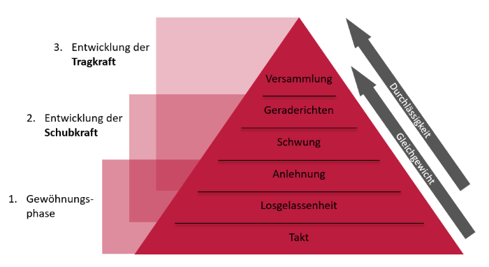 Ausbildungsskala-des-Pferdes Ausbildungsskala-des-Pferdes