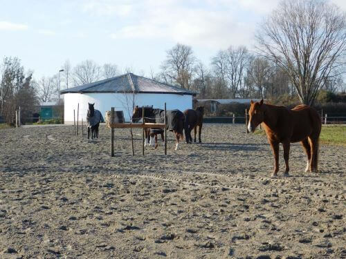 Pferde auf Sandplatz im Aktivstall