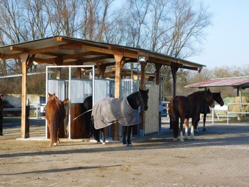 Pferde im Aktivstall