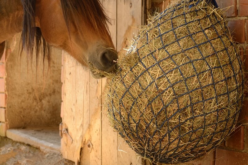 Pferd frisst aus Heunetz