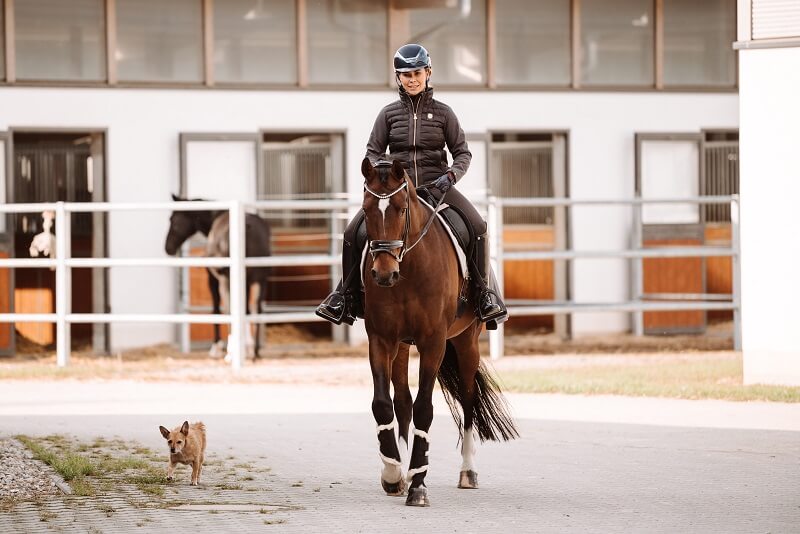 Reiterin auf Pferd mit Hund