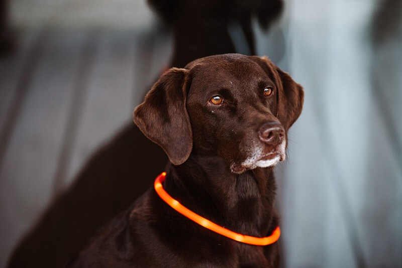 Hund mit LED Halsband