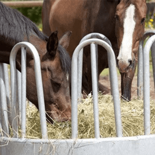 Pferde fressen draußen aus Heuraufe