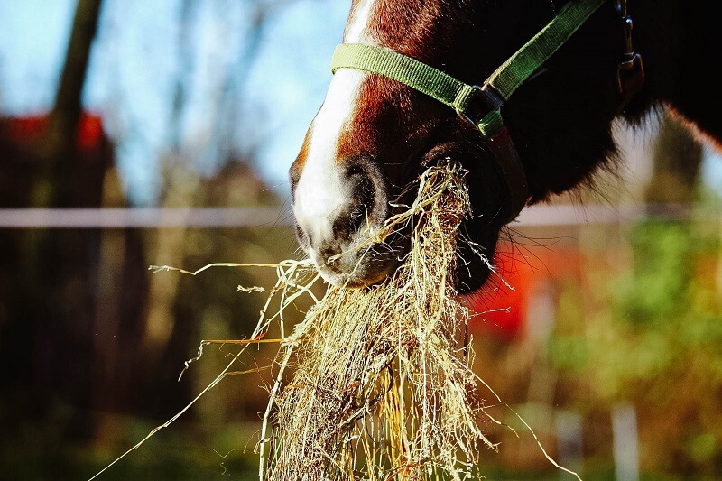 Heu-Heulage-oder-Silage-Pferd Pferd-frisst-Heu