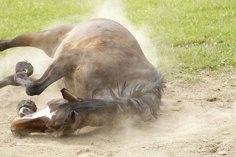 Pferd wälzt sich im Sand