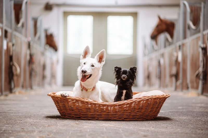 Reitbegleit Hund Hunde im Hundebett im Stall