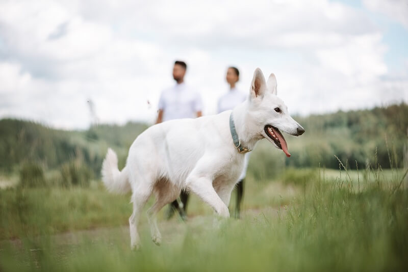 Reitbegleithund Weißer Hund