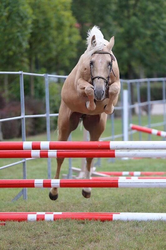 Freispringen Pferd