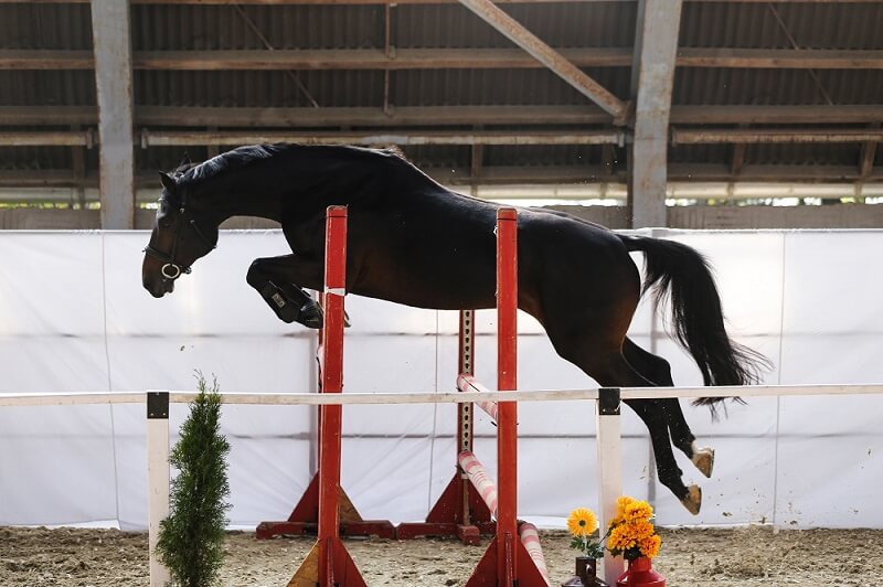 Freispringen Pferd Freispringen Pferd