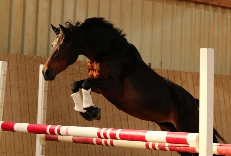 Pferd beim Freispringen