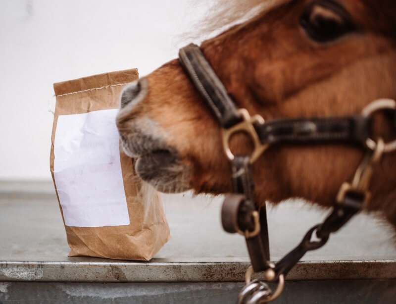 Pony schnuppert an Pferdeleckerlis