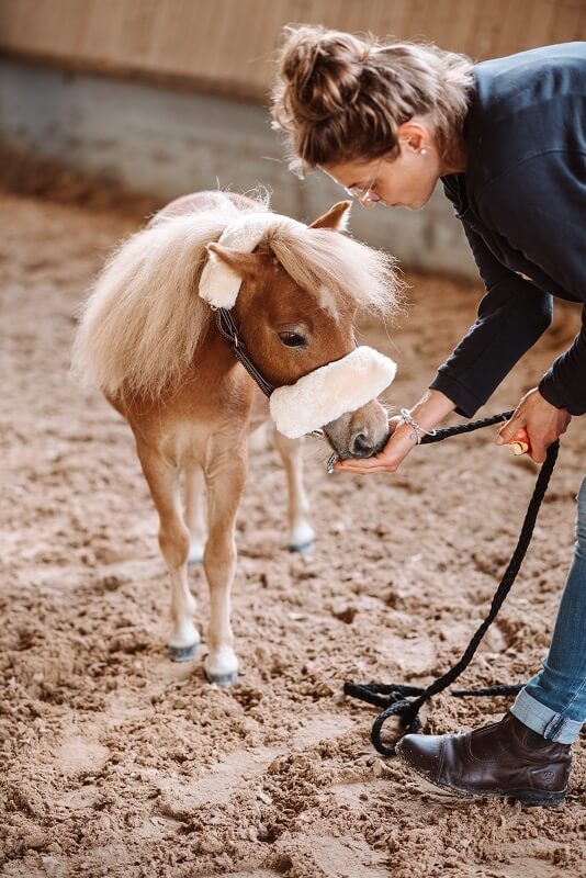 Frau füttert Pony Leckerli