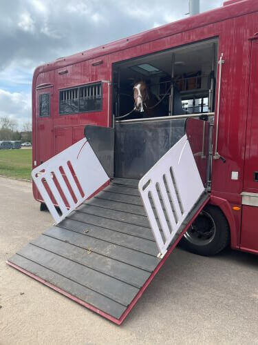 Pferd auf dem LKW Pferd auf dem LKW