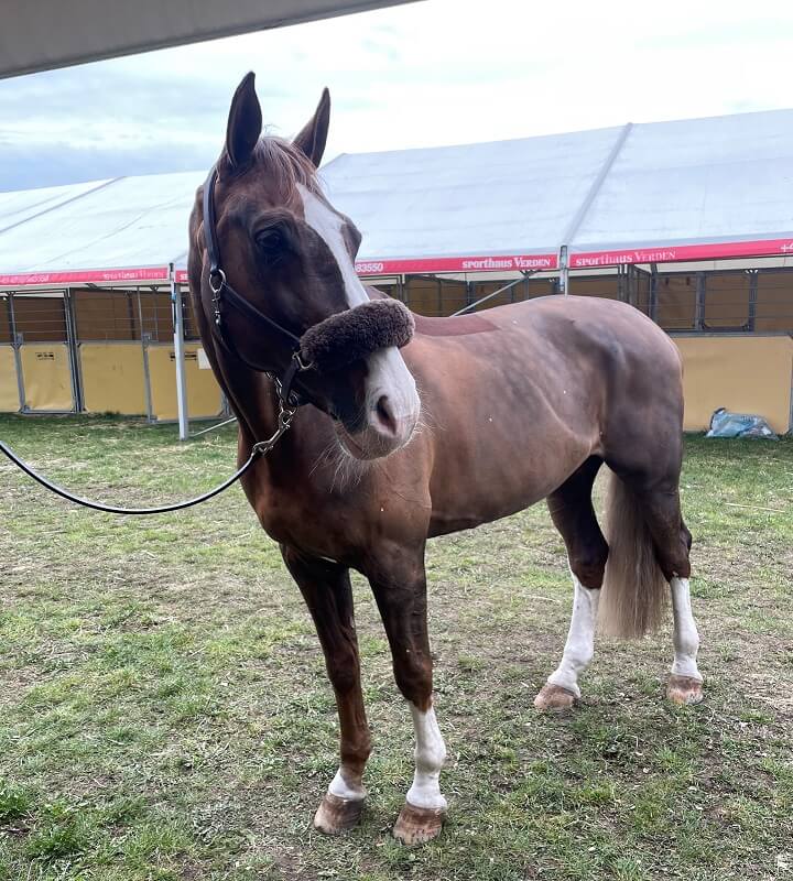 Pferd bei Stallzelten Pferd auf Übernachtungsturnier