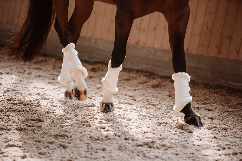 Pferd mit Dressurgamaschen