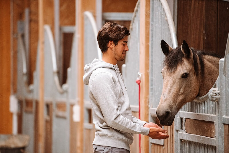 Mann füttert Falben-Pony