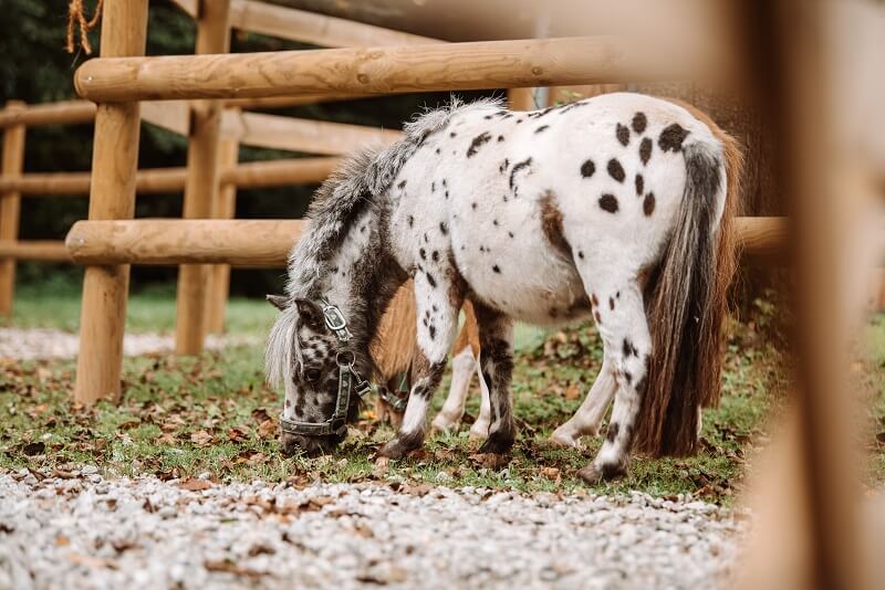 Tigerschecke Pony