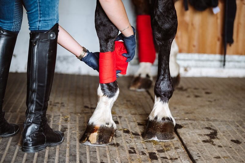 Ein Pferd richtig bandagieren Pferd-richtig-bandagieren