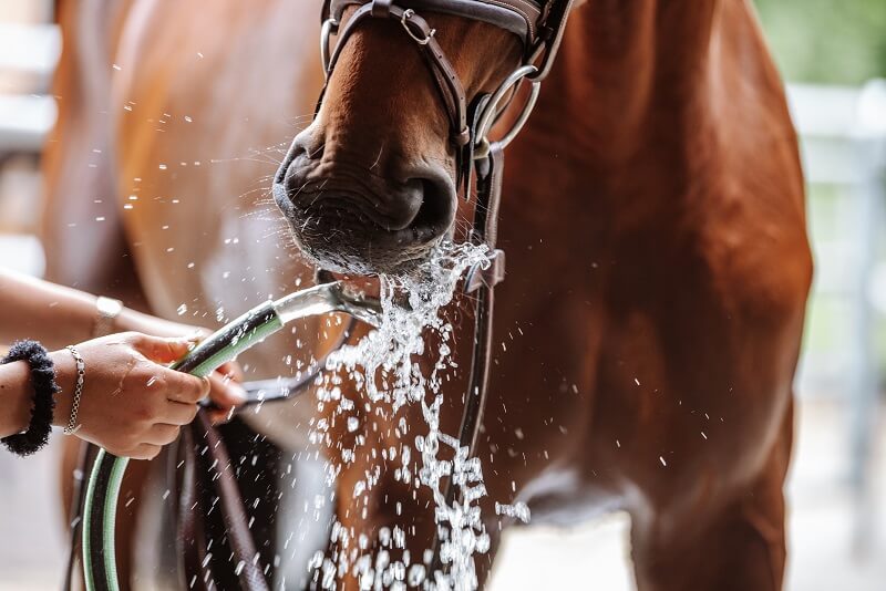 Pferd-trinkt-aus-Wasserschlauch