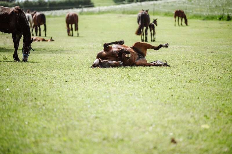 Pferd wälzt sich auf der Wiese