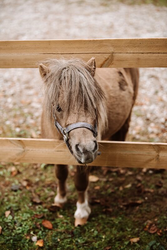 Pferd Fellwechsel unterstützen Shetlandpony mit Winterfell