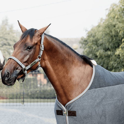 Pferd mit Abschwitzdecke von Kentucky