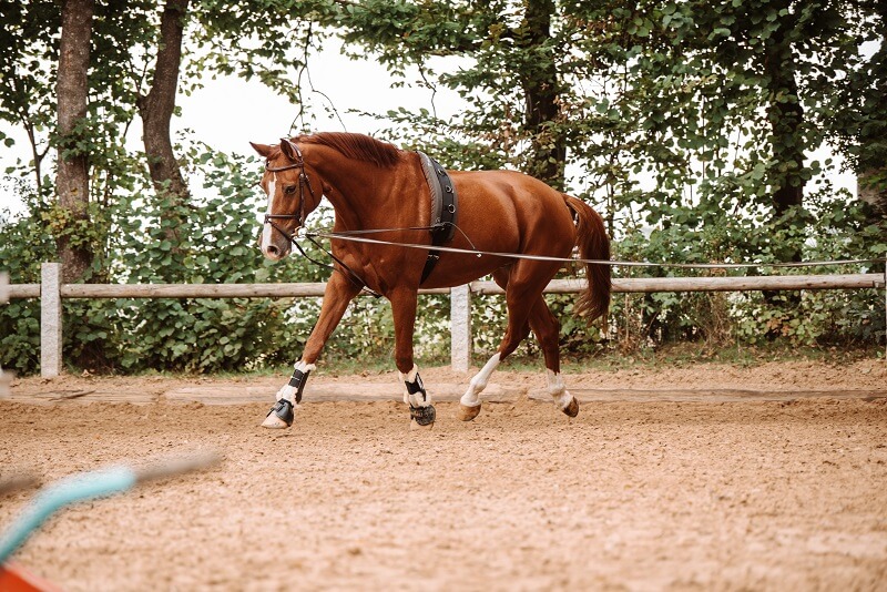 Pferd wird longiert