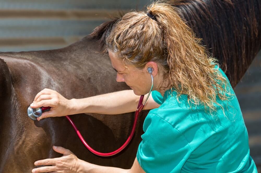 Tierärztin hört Pferd ab mit Stethoskop