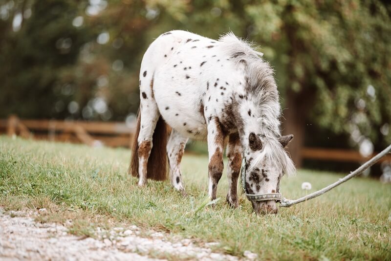 Dickes-Pony-Wiese