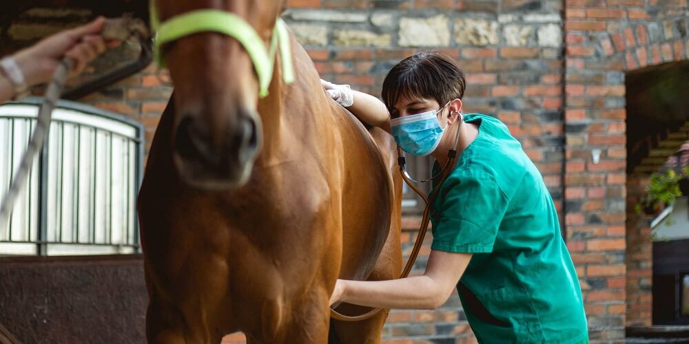 Tierärztin behandelt Pferd