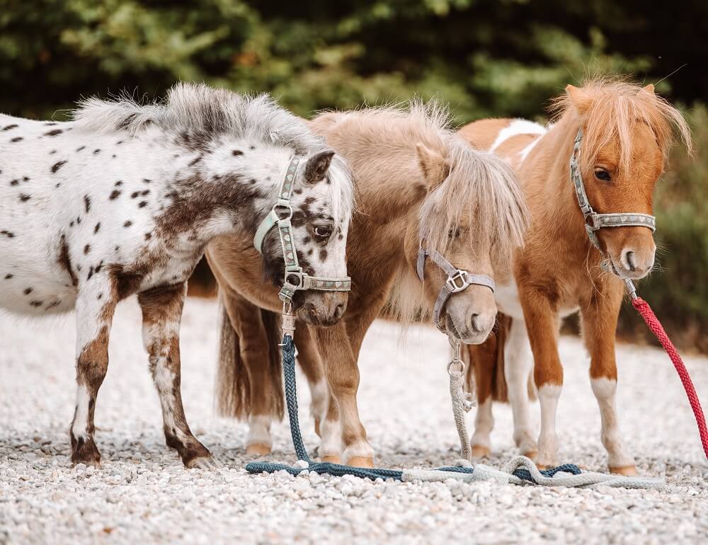 Drei Ponys