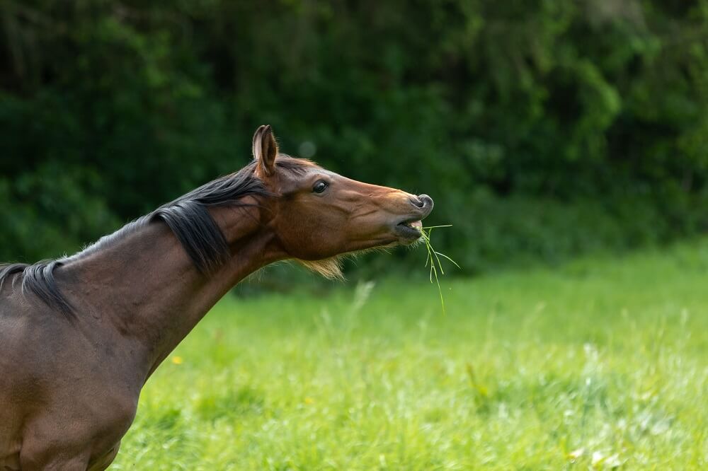 Pferd steht auf Koppel und flehmt