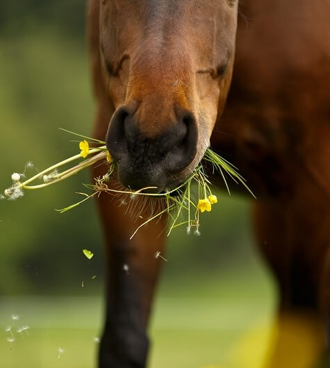 Pferd auf Weide fressen