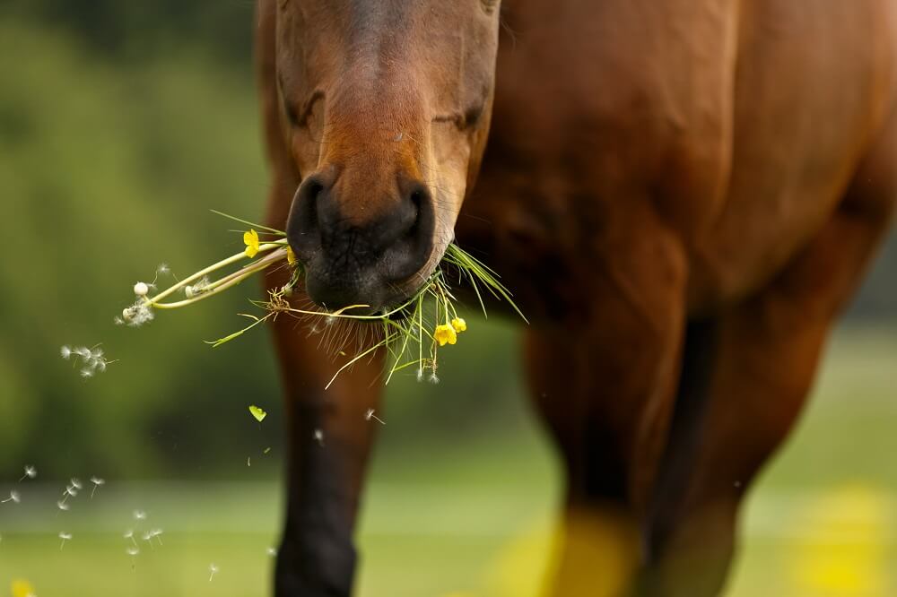 Pferd frisst Gras auf Koppel