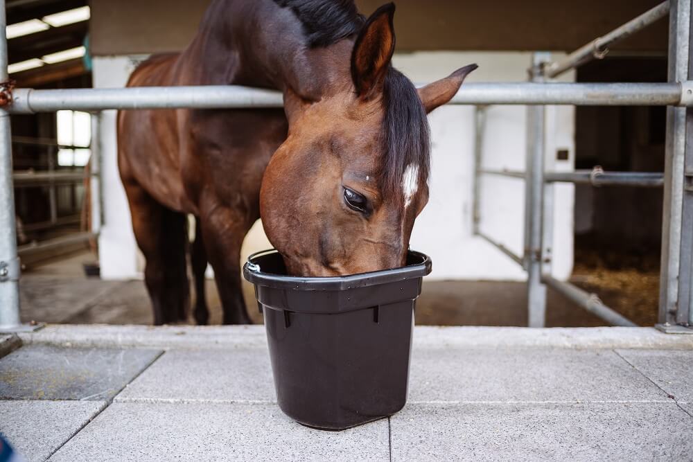 Pferd frisst aus Eimer