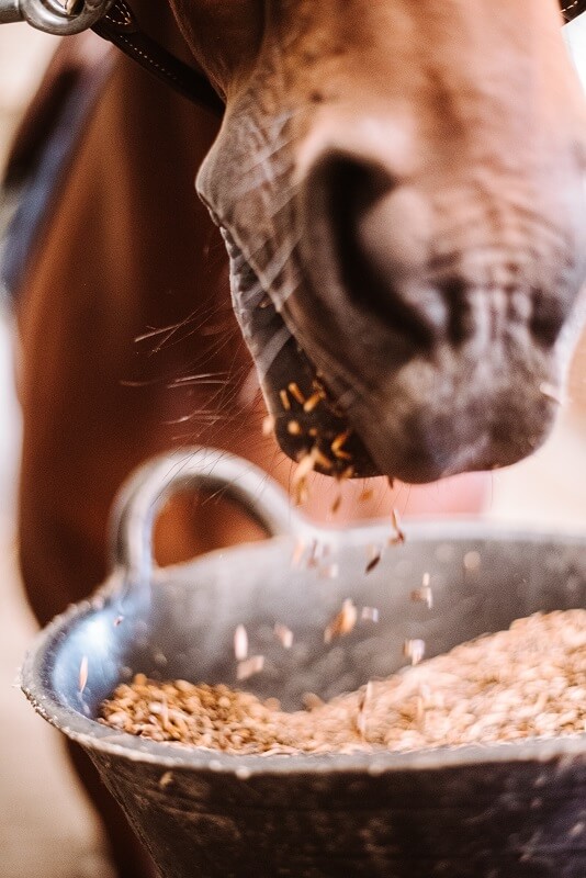 Getreideunverträglichkeit Pferd