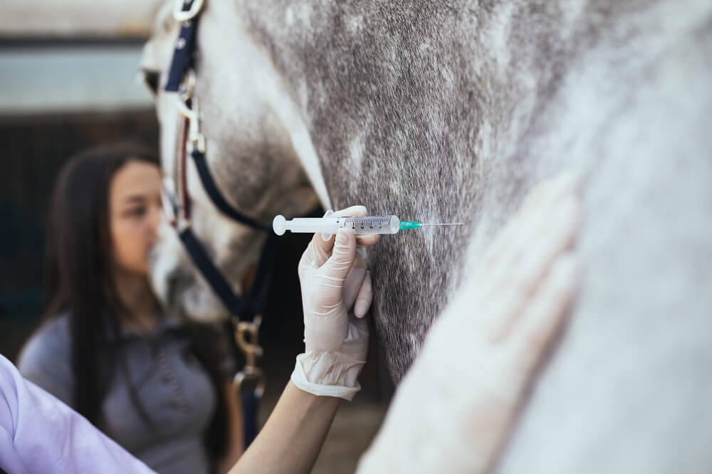 Pferd bekommt Spritze in den Hals