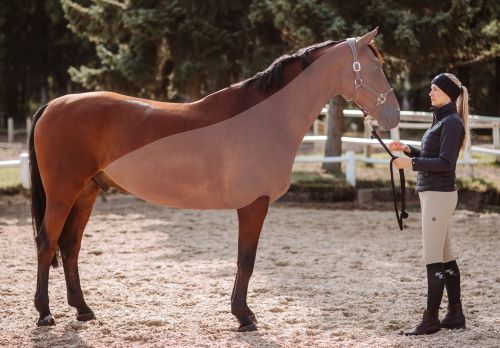 Geschorenes Pferd mit Irische-Schur