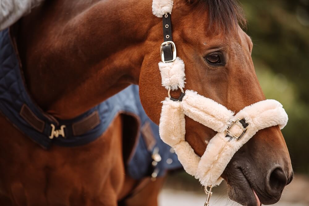 Pferd mit Lammfellhalfter