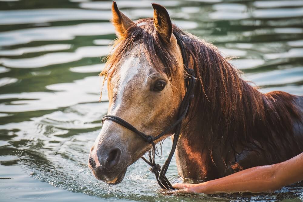 Pferd mit Knotenhalfter im Wasser