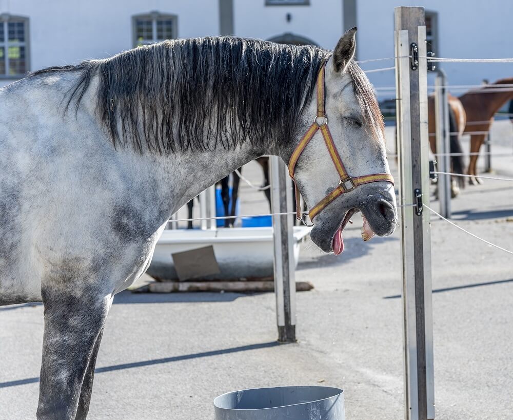 Koppen-Pferd-Freikopper Pferd koppt in der Luft