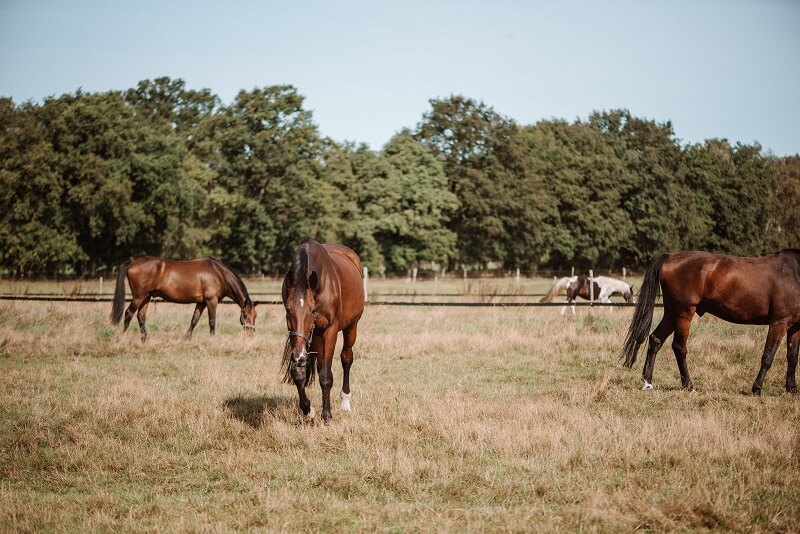 Koppen-Pferd-Koppel