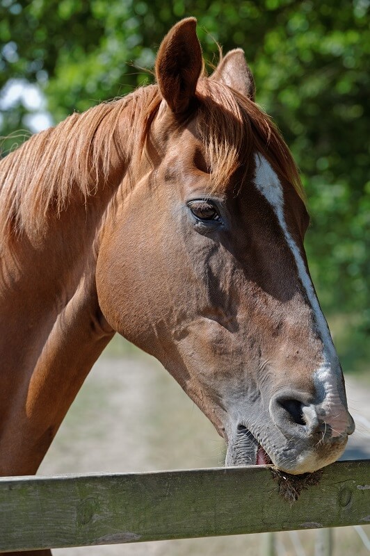 Pferd koppt an einem Holz