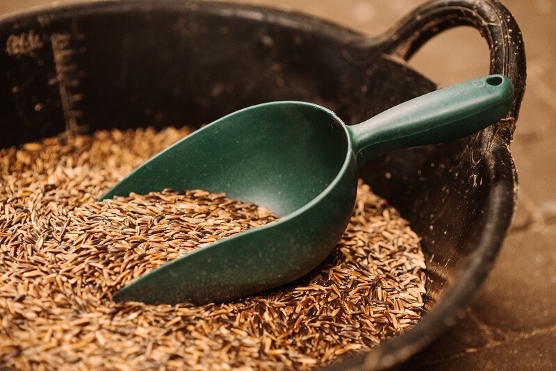 Verdauung Pferd Allergie Verdauung Pferd Allergie