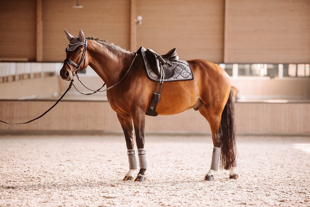 Die Grundausstattung für dein Pferd | FUNDIS Reitsport