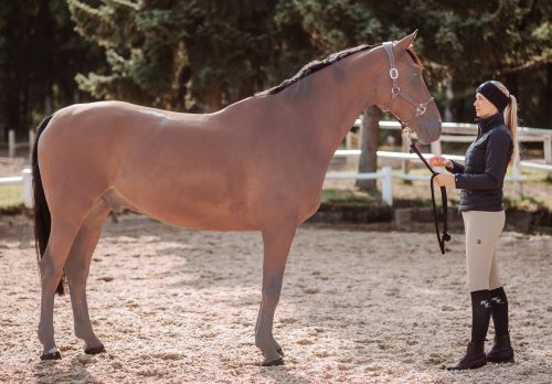 Geschorenes Pferd mit Vollschur