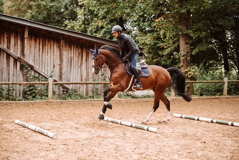 Pferd-gymnastizieren-Galoppstangen Stangenarbeit Pferd