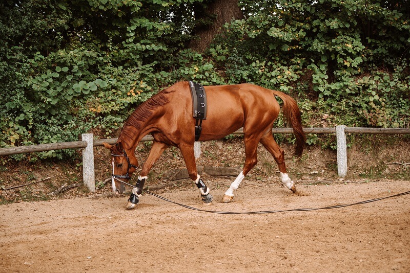 Pferd an der Longe gymnastizieren