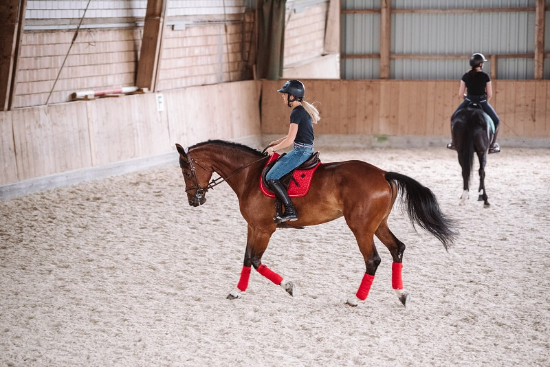 Pferd-gymnastizieren-Übergänge Pferd Übergänge Gymnastizierung