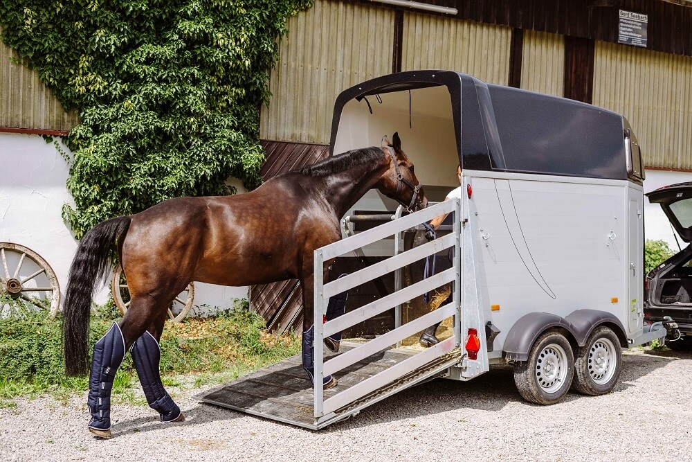 Pferd wird in den Anhänger verladen